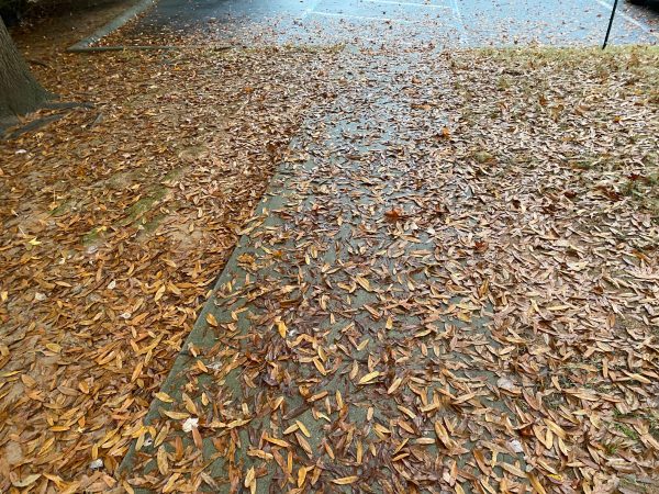 Molly Jo's Journals: For the Love of Fall (Leaves on Pavement)